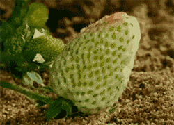 ݮ